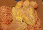 Lotino red hed love bird