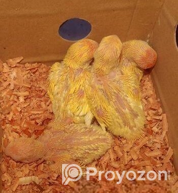 Lotino red hed love bird