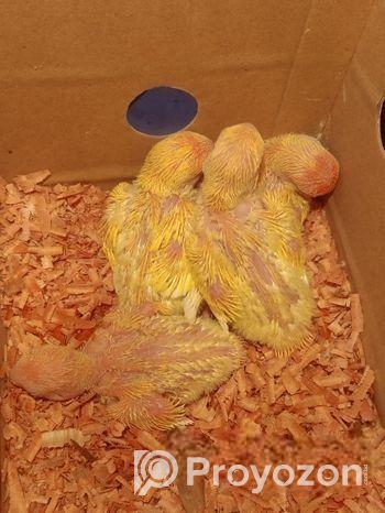 Lotino red hed love bird