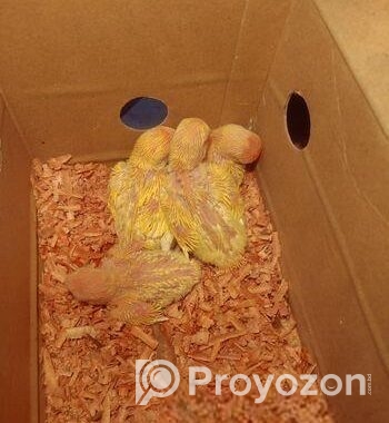 Lotino red hed love bird
