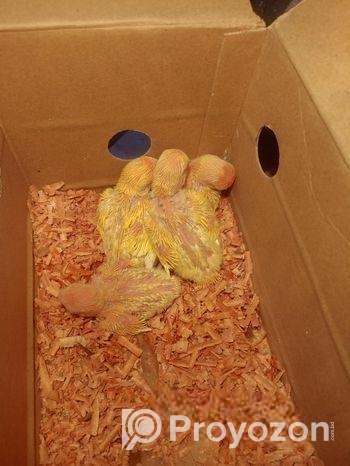 Lotino red hed love bird