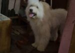 Lhasa Apso Male