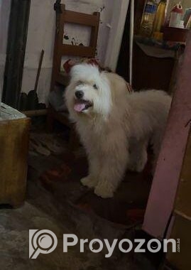 Lhasa Apso Male
