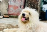 Lhasa Apso Male