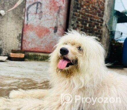 Lhasa Apso Male