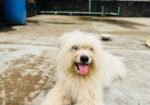 Lhasa Apso Male