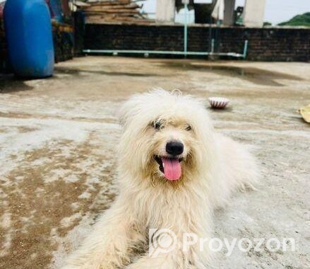 Lhasa Apso Male