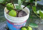 ছাগ বাগানের গাছ।