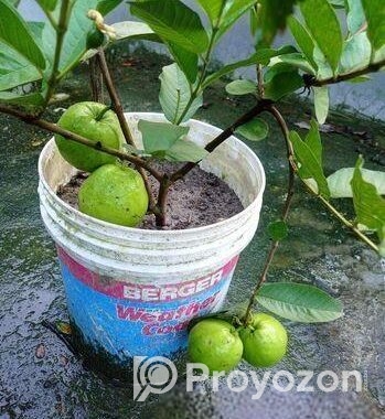 ছাগ বাগানের গাছ।