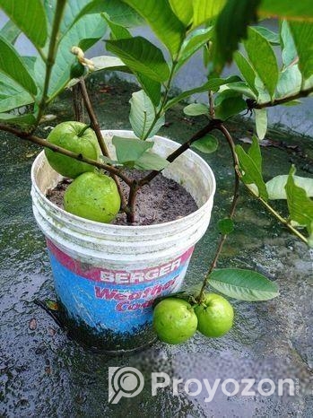 ছাগ বাগানের গাছ।