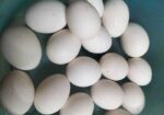 পিওর দেশি মুরগির ডিম