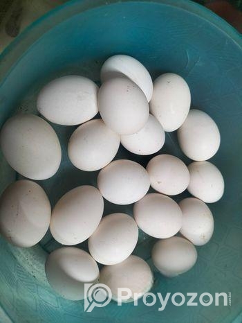 পিওর দেশি মুরগির ডিম