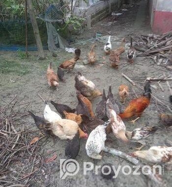 দেশি মুরগি