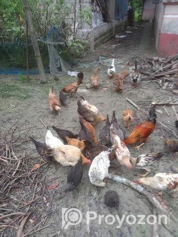 দেশি মুরগি