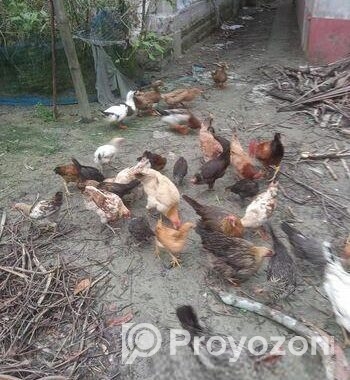 দেশি মুরগি