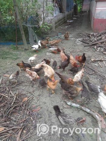 দেশি মুরগি