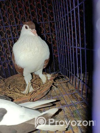 গোবিন্দ ককা কবুতর জোড়া