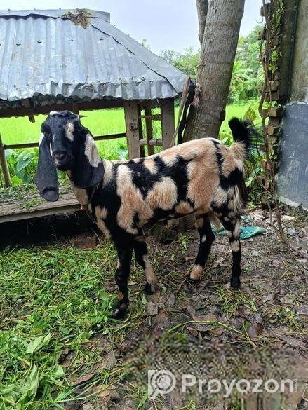 মায়া ছাগল