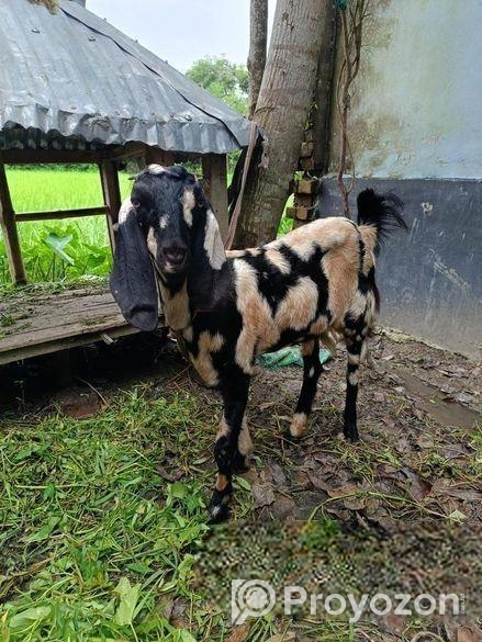 মায়া ছাগল