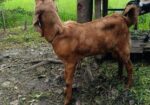 বড় কান ছাগল