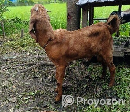 বড় কান ছাগল