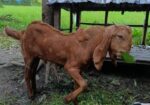 বড় কান ছাগল