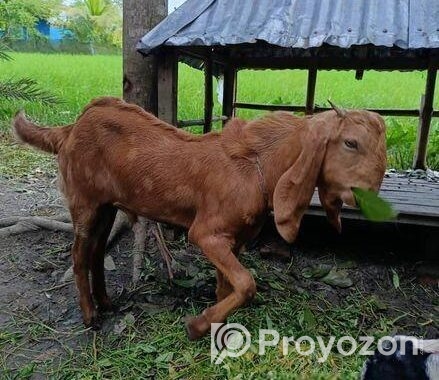 বড় কান ছাগল