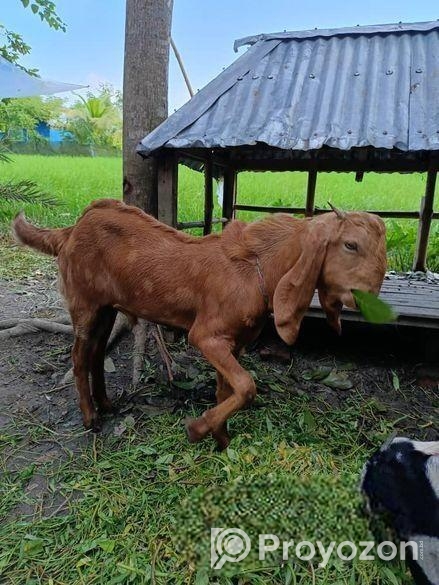 বড় কান ছাগল