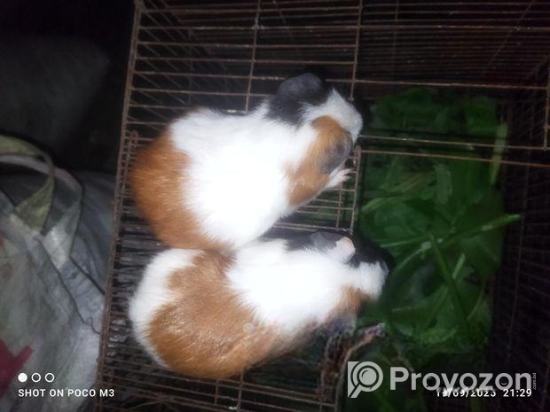 গিনিপিক