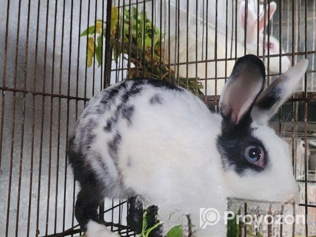 রানিং ফিমেল খরগোশ