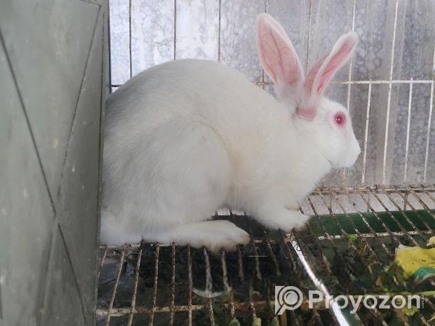 রানিং ফিমেল খরগোশ