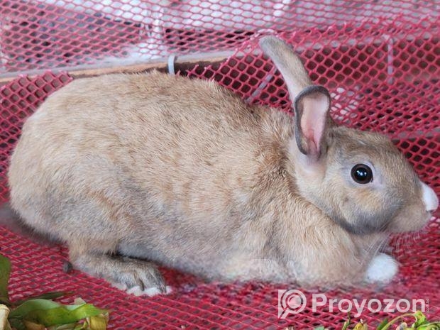 রানিং ফিমেল খরগোশ