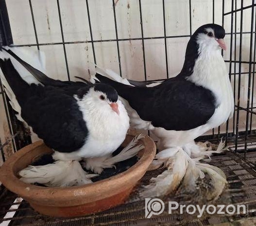 কালো লাহরী