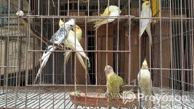 রানিং কোকাটেল ও কুনুর বিক্রি হবে।