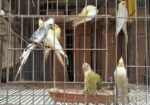 রানিং কোকাটেল ও কুনুর বিক্রি হবে।