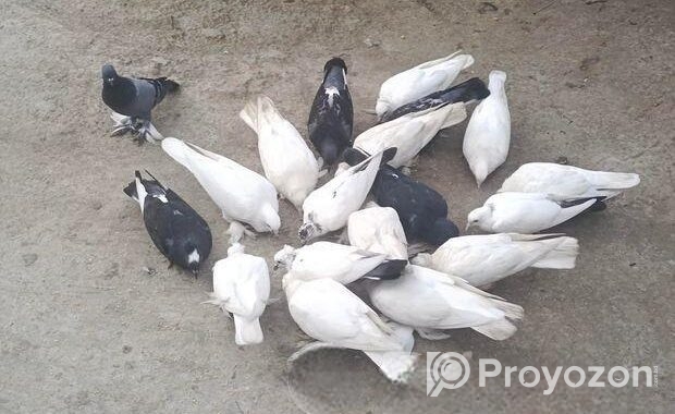 কিছু দেশি কবুতর বিক্রি করা হবে।।