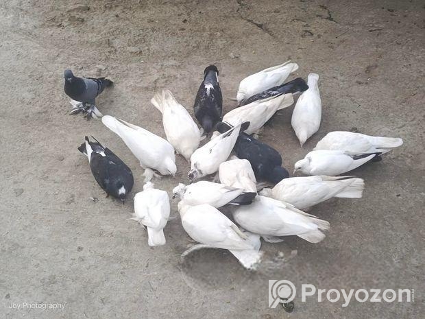 কিছু দেশি কবুতর বিক্রি করা হবে।।