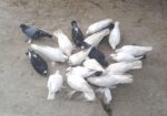 কিছু দেশি কবুতর বিক্রি করা হবে।।