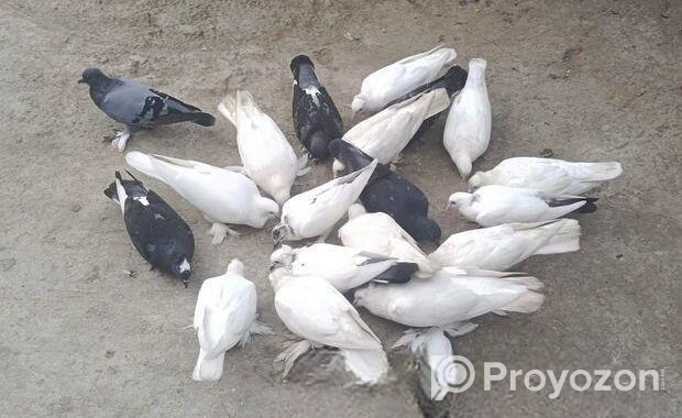 কিছু দেশি কবুতর বিক্রি করা হবে।।