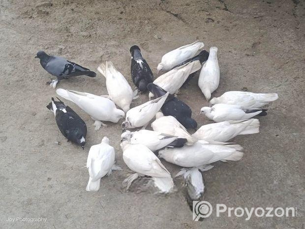 কিছু দেশি কবুতর বিক্রি করা হবে।।