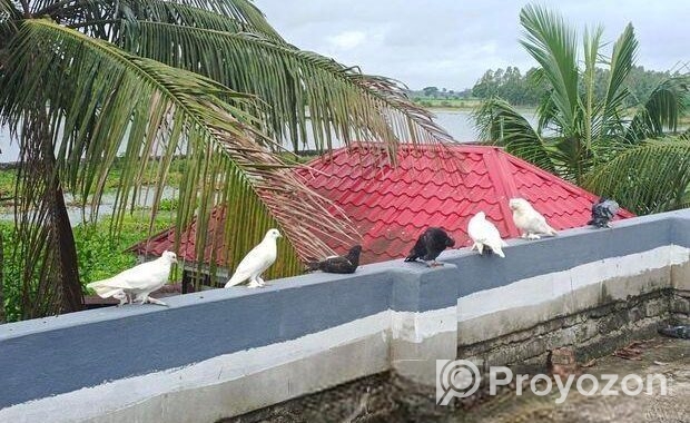 কিছু দেশি কবুতর বিক্রি করা হবে।।