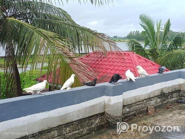 কিছু দেশি কবুতর বিক্রি করা হবে।।