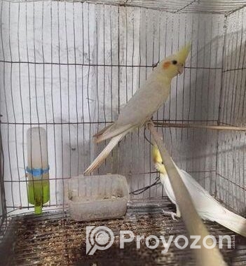 রানিং কোকাটেল লুটিনো