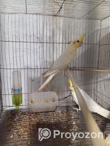 রানিং কোকাটেল লুটিনো