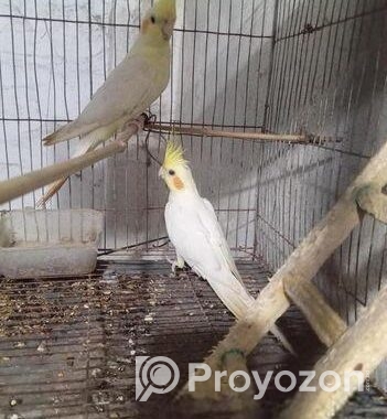 রানিং কোকাটেল লুটিনো