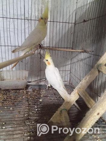 রানিং কোকাটেল লুটিনো