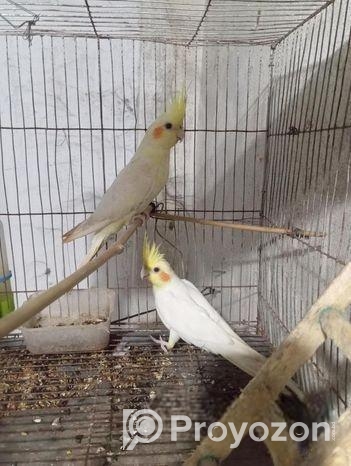 রানিং কোকাটেল লুটিনো