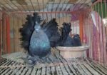 Black Lokkha Runing Pair