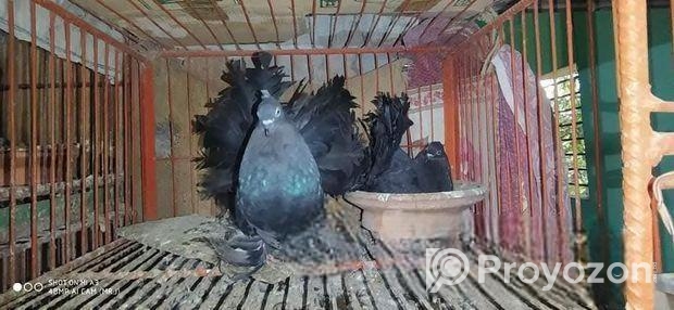 Black Lokkha Runing Pair