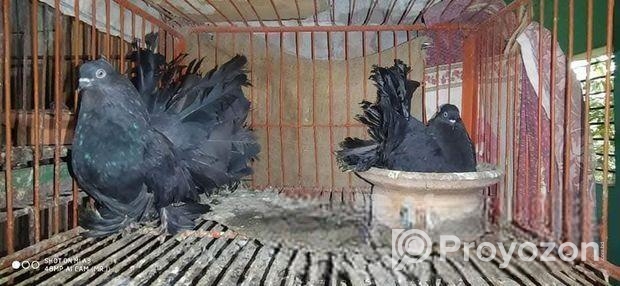 Black Lokkha Runing Pair
